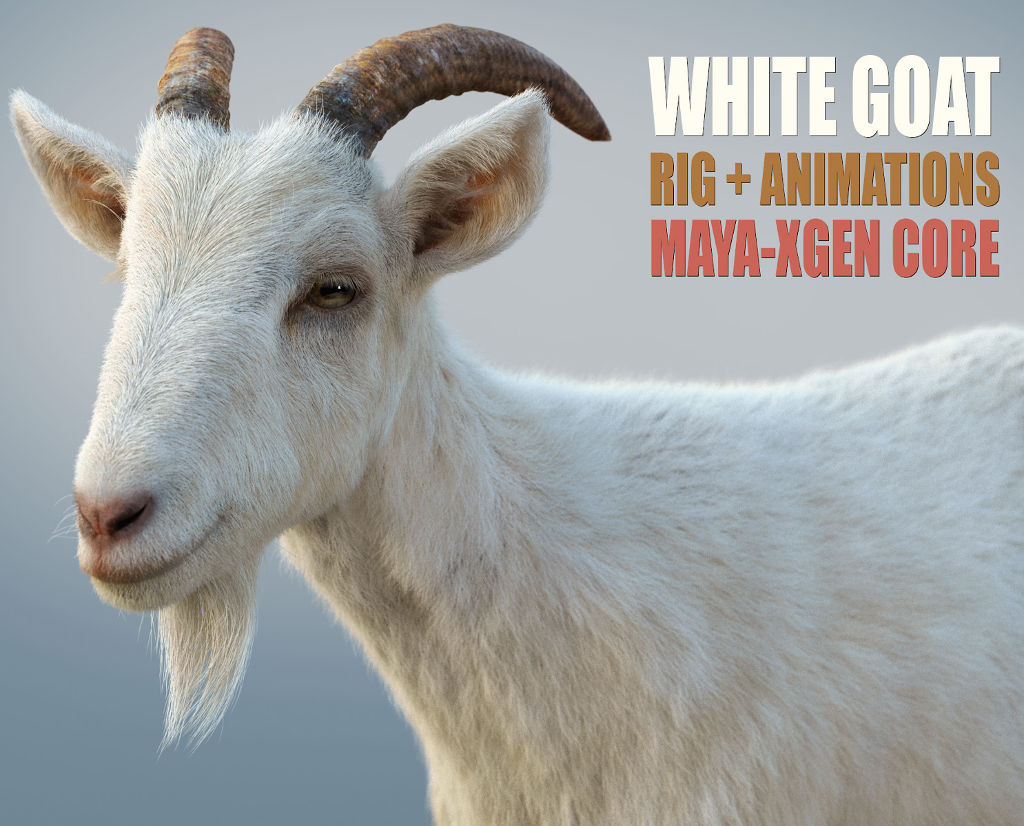 WGOATmAINAnim