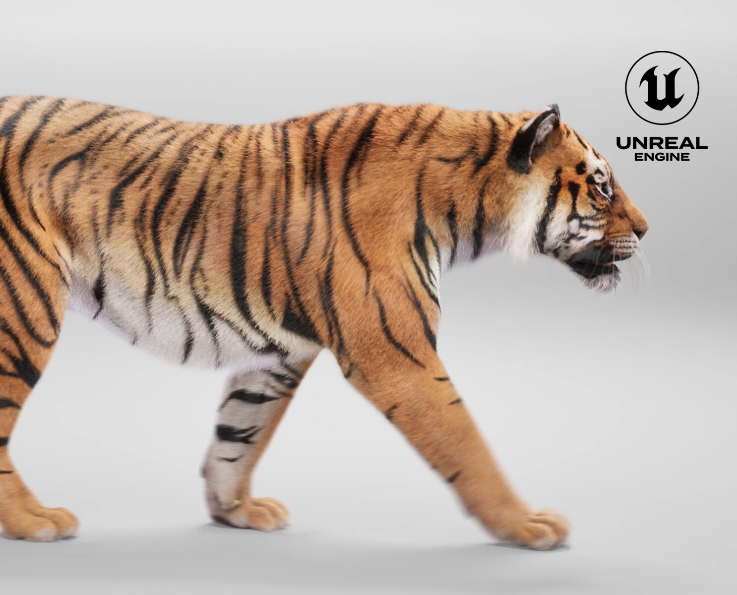 Tiger Animated 3D Models | Animal 3d Models